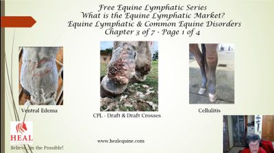 Equine Lymphatic and Common Equine Disorders.png