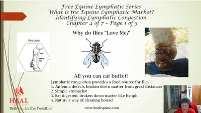 Identifying Lymphatic Congestion.jpg